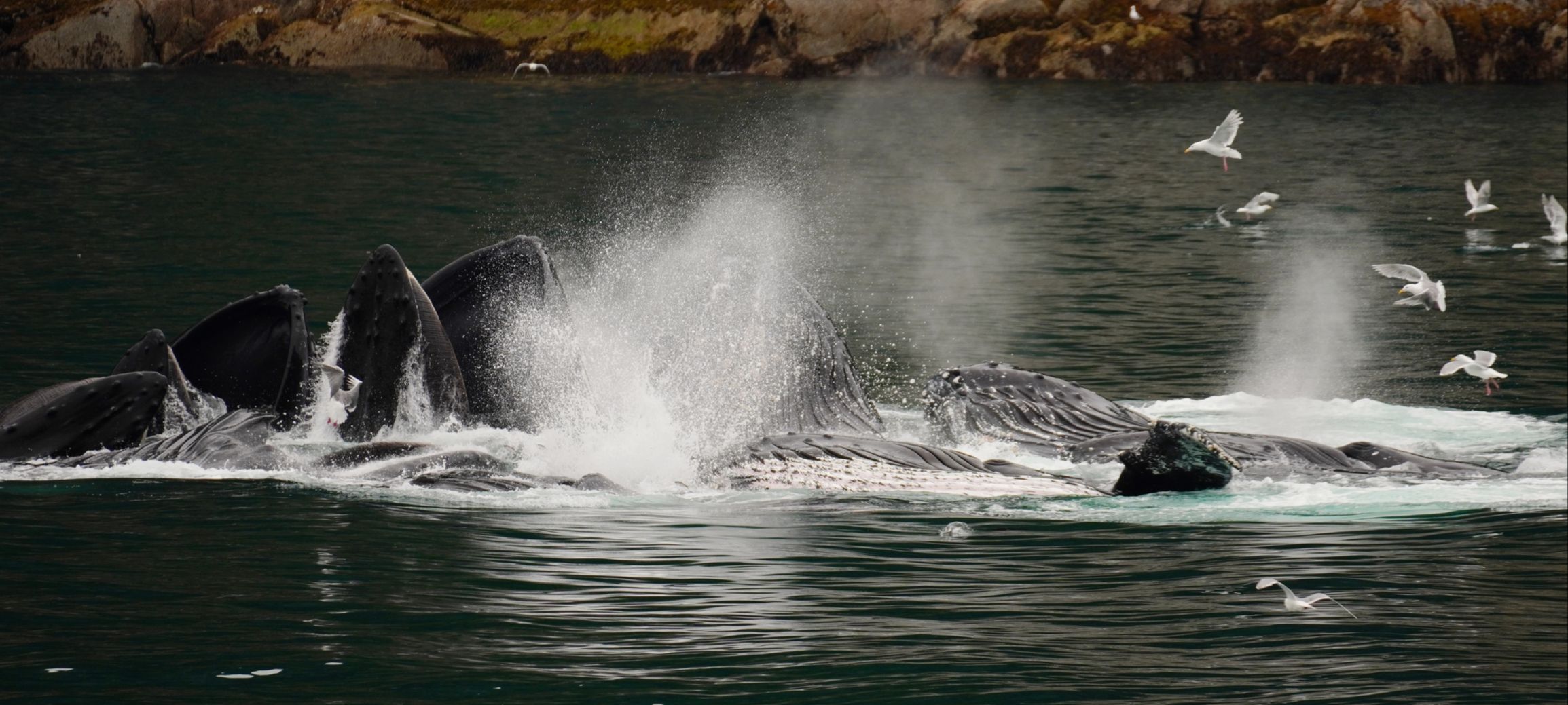 Alaska bubble-net feeding