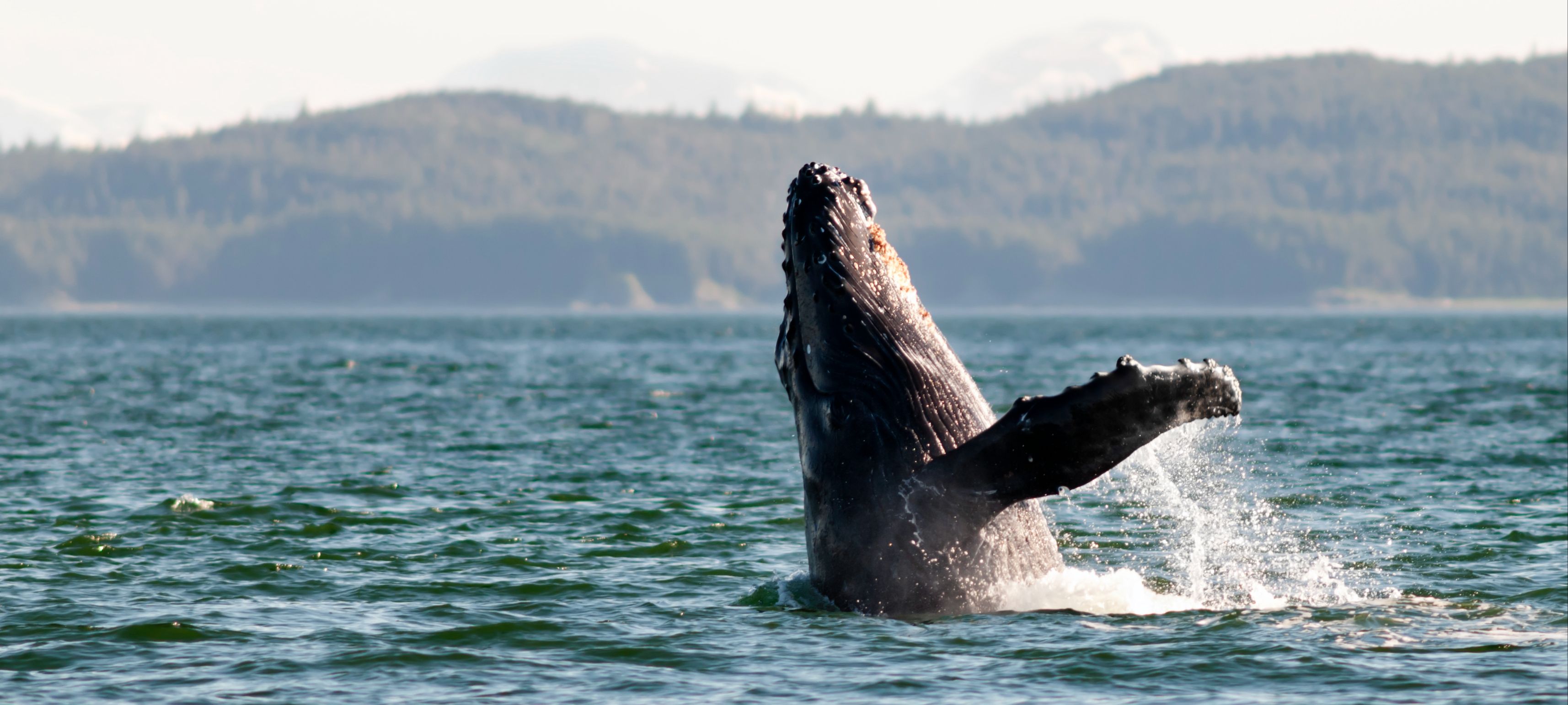 Alaska humpback whale