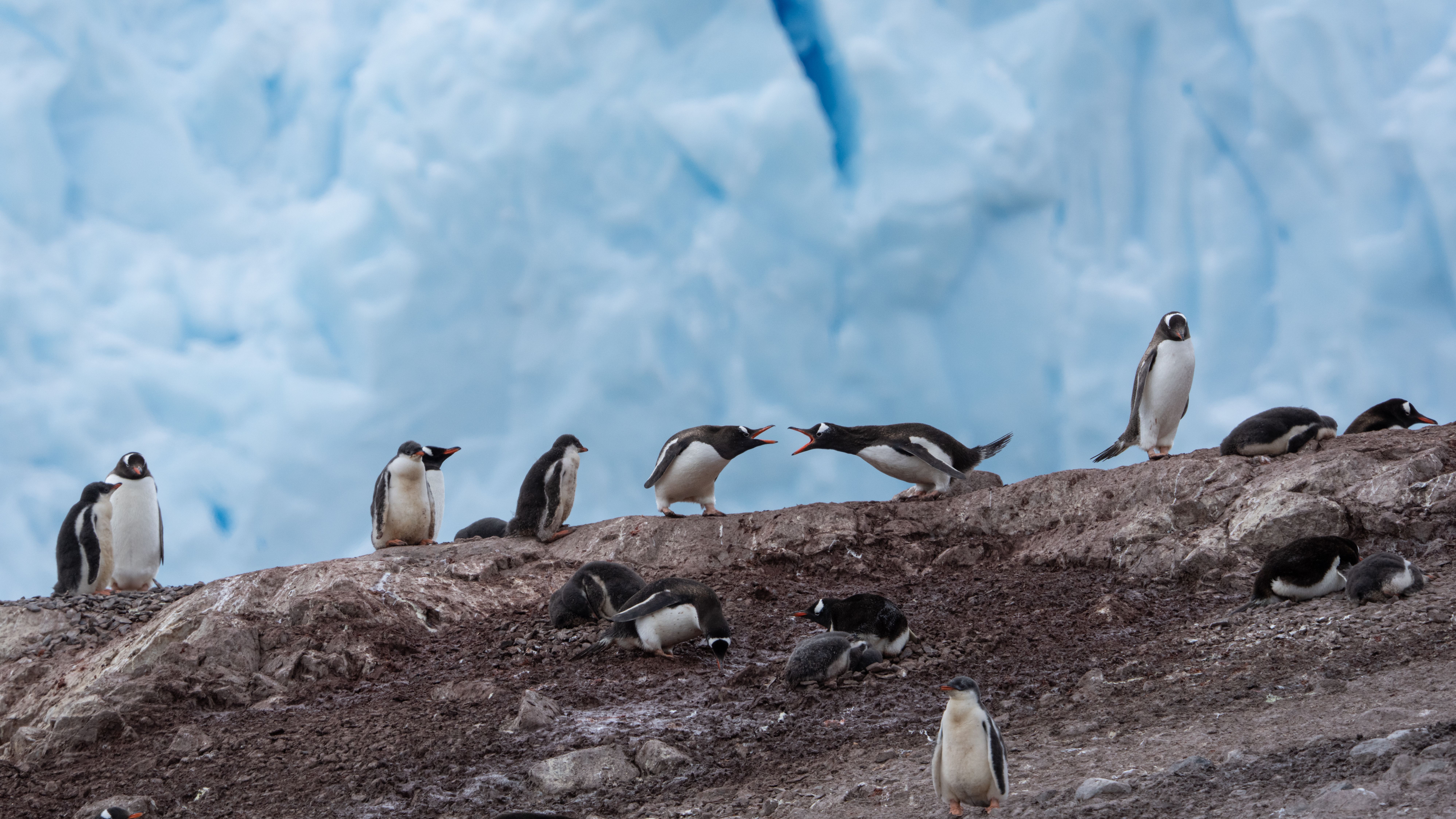 Antarctica - Neko Harbour HX Penguins