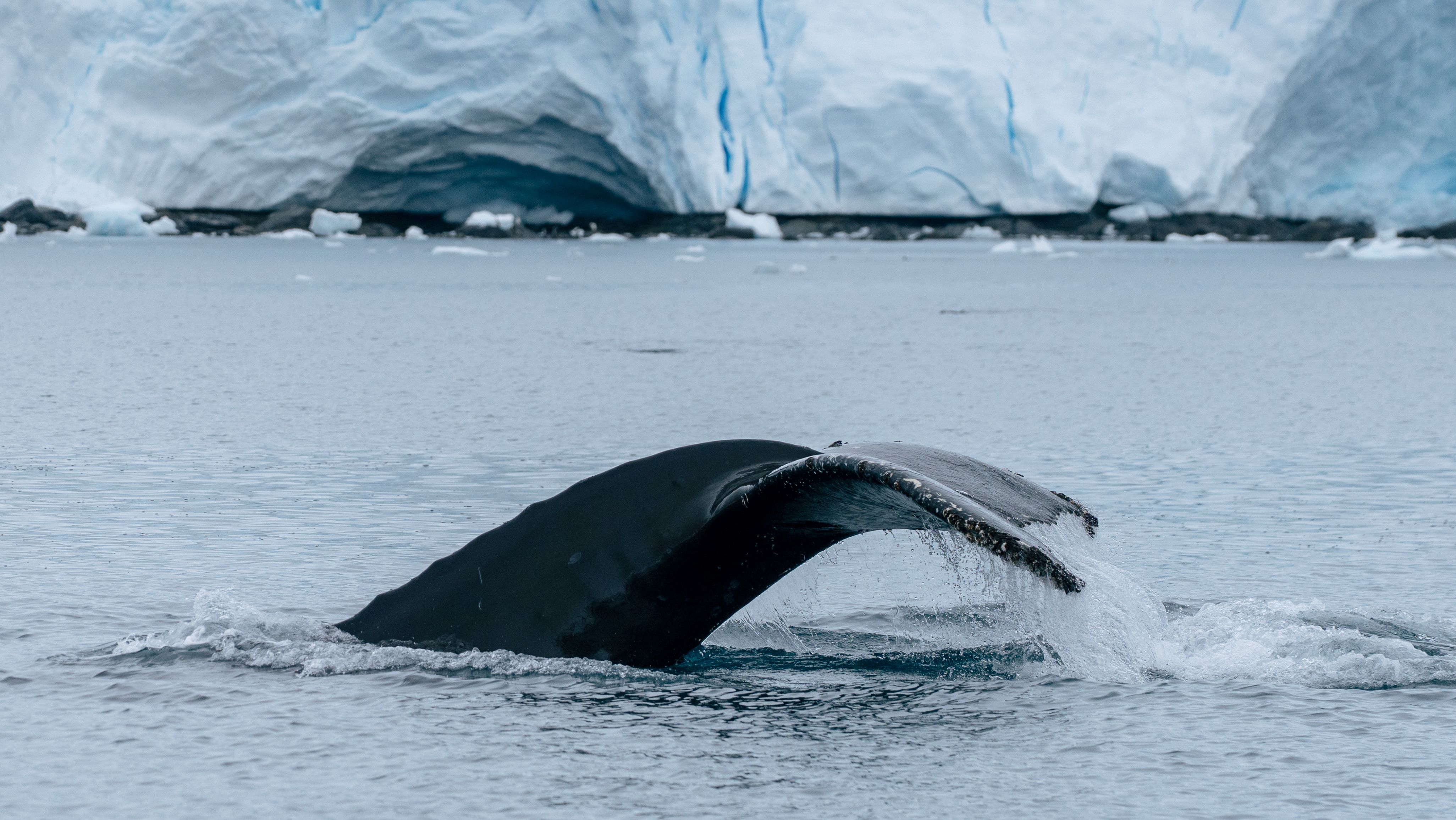 Antarctica - Paradise Bay - Humpback Whale HX