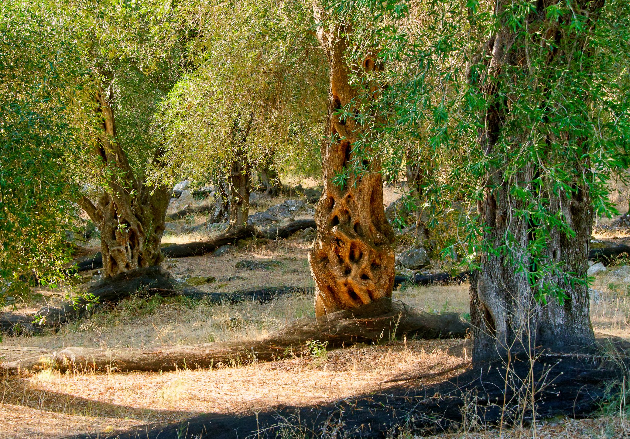 Corfu Olive Grove