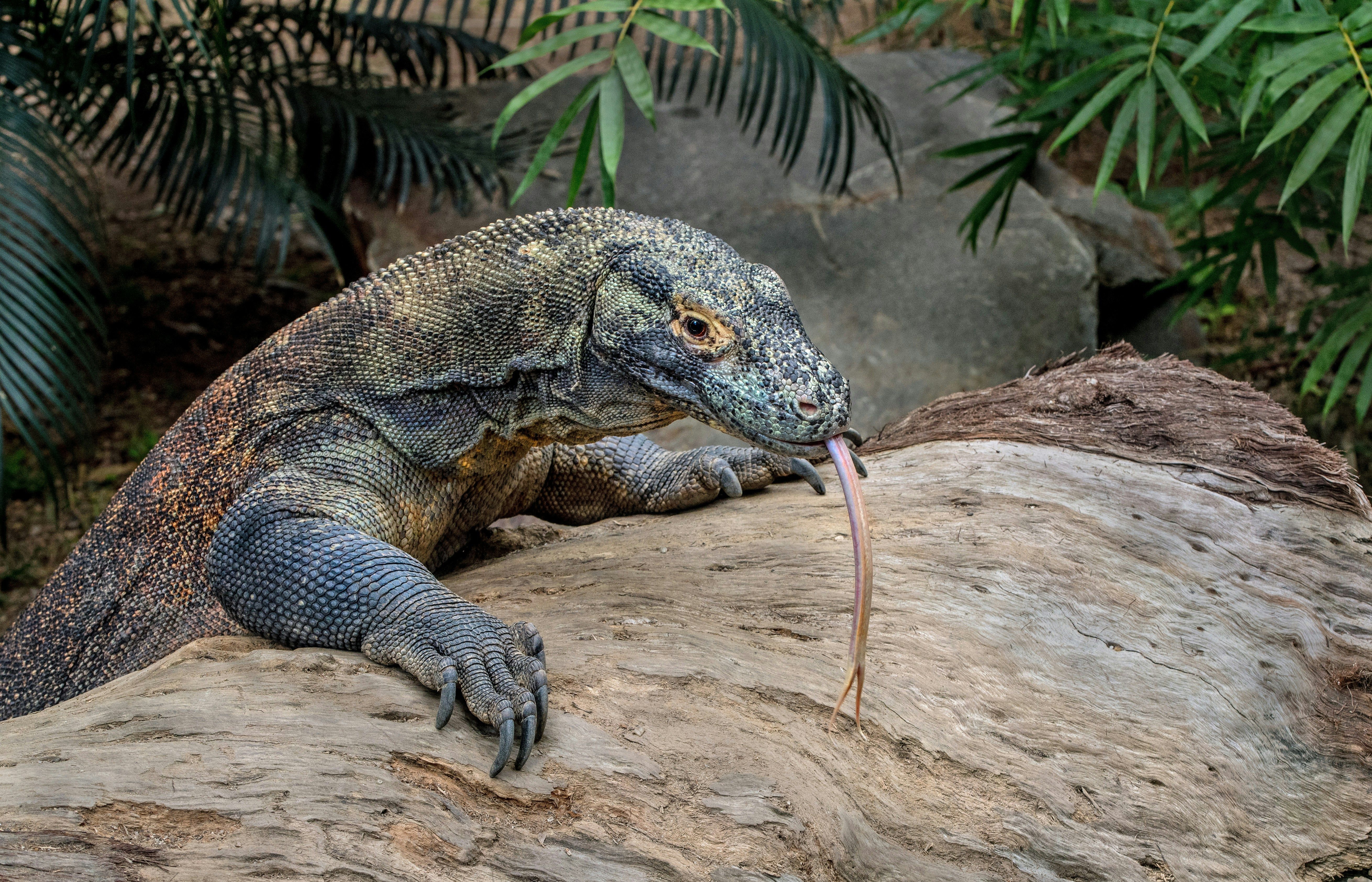 Komodo dragons in Indonesia