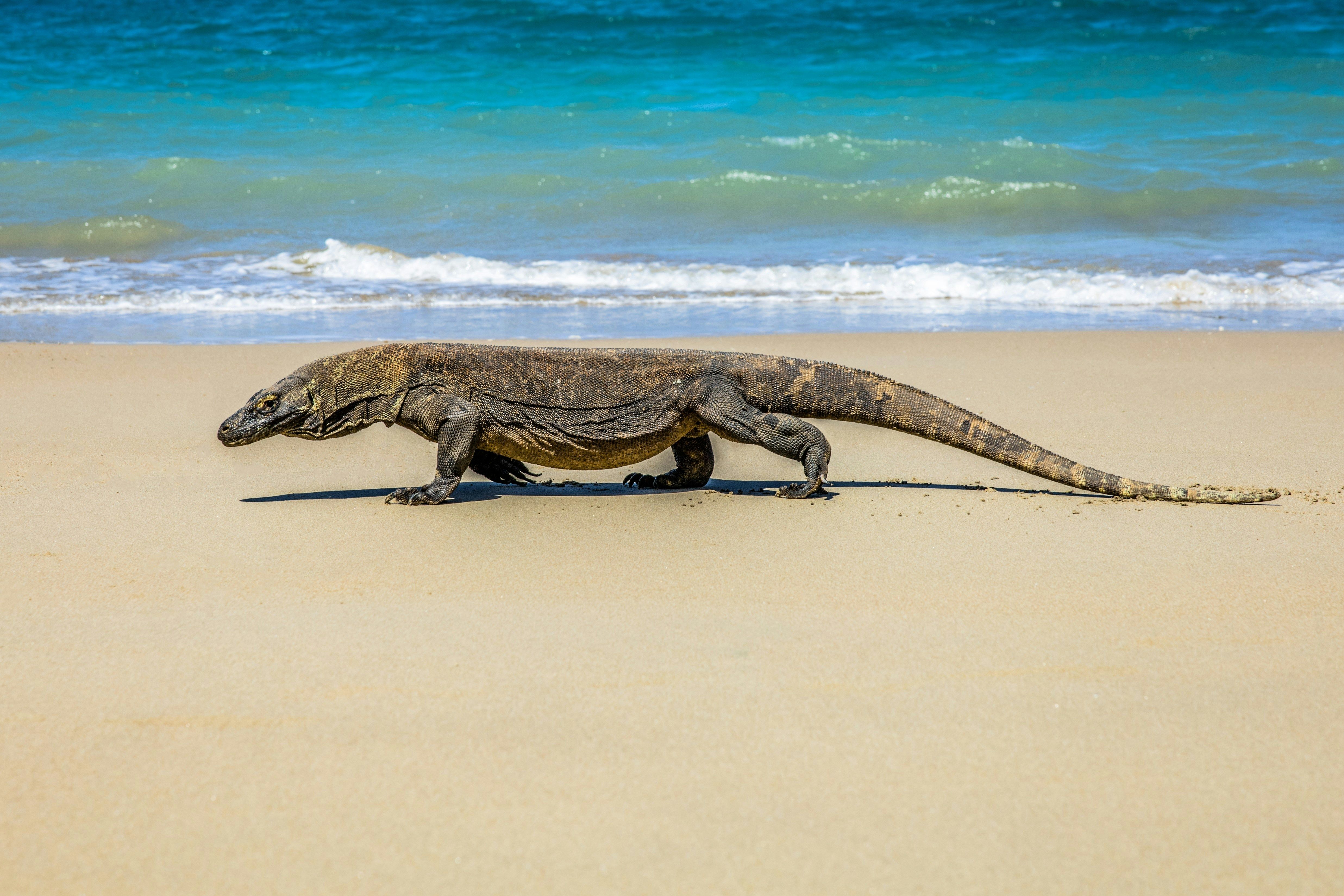Komodo dragons in Indonesia