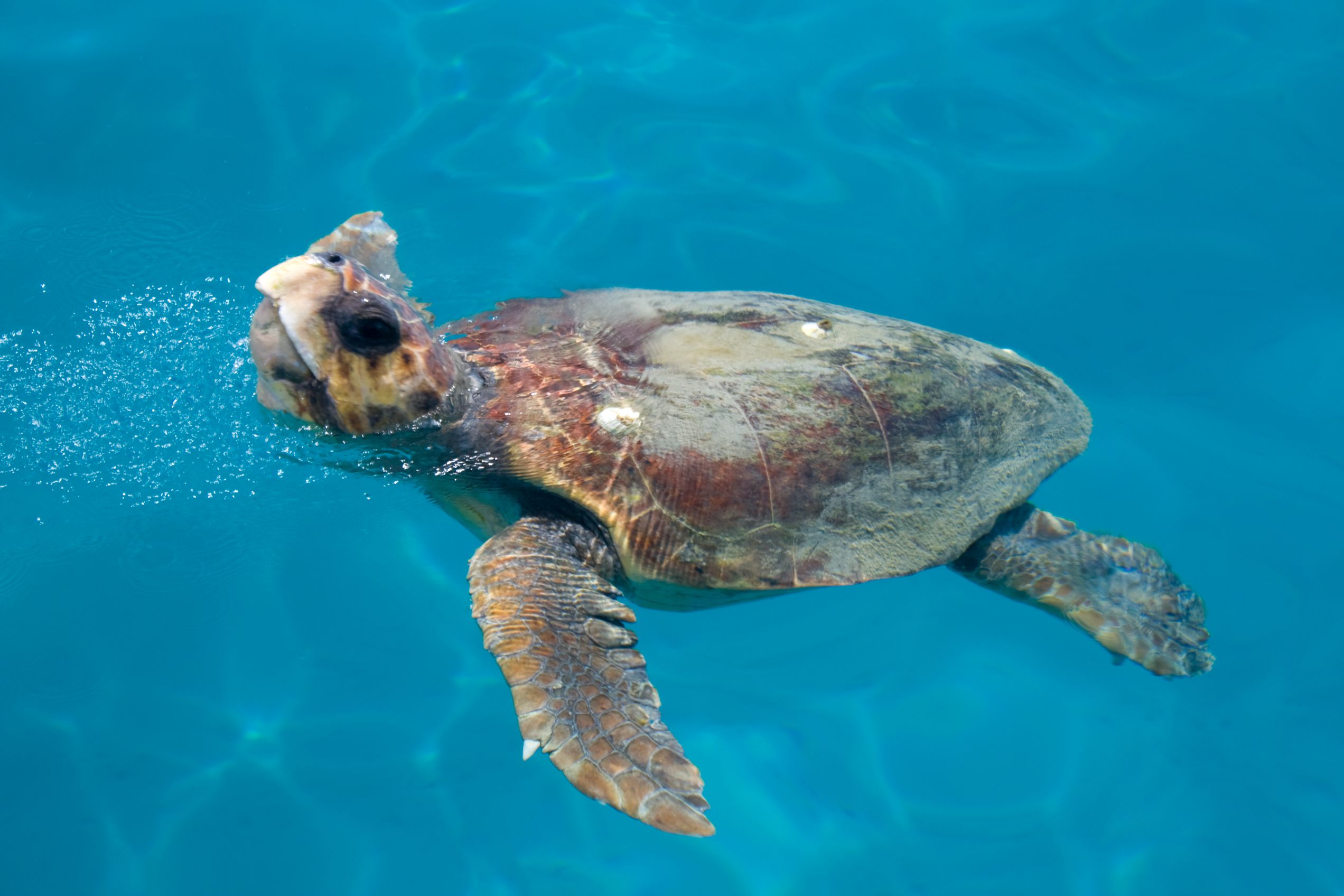 Loggerhead sea turtle, Zakynthos 