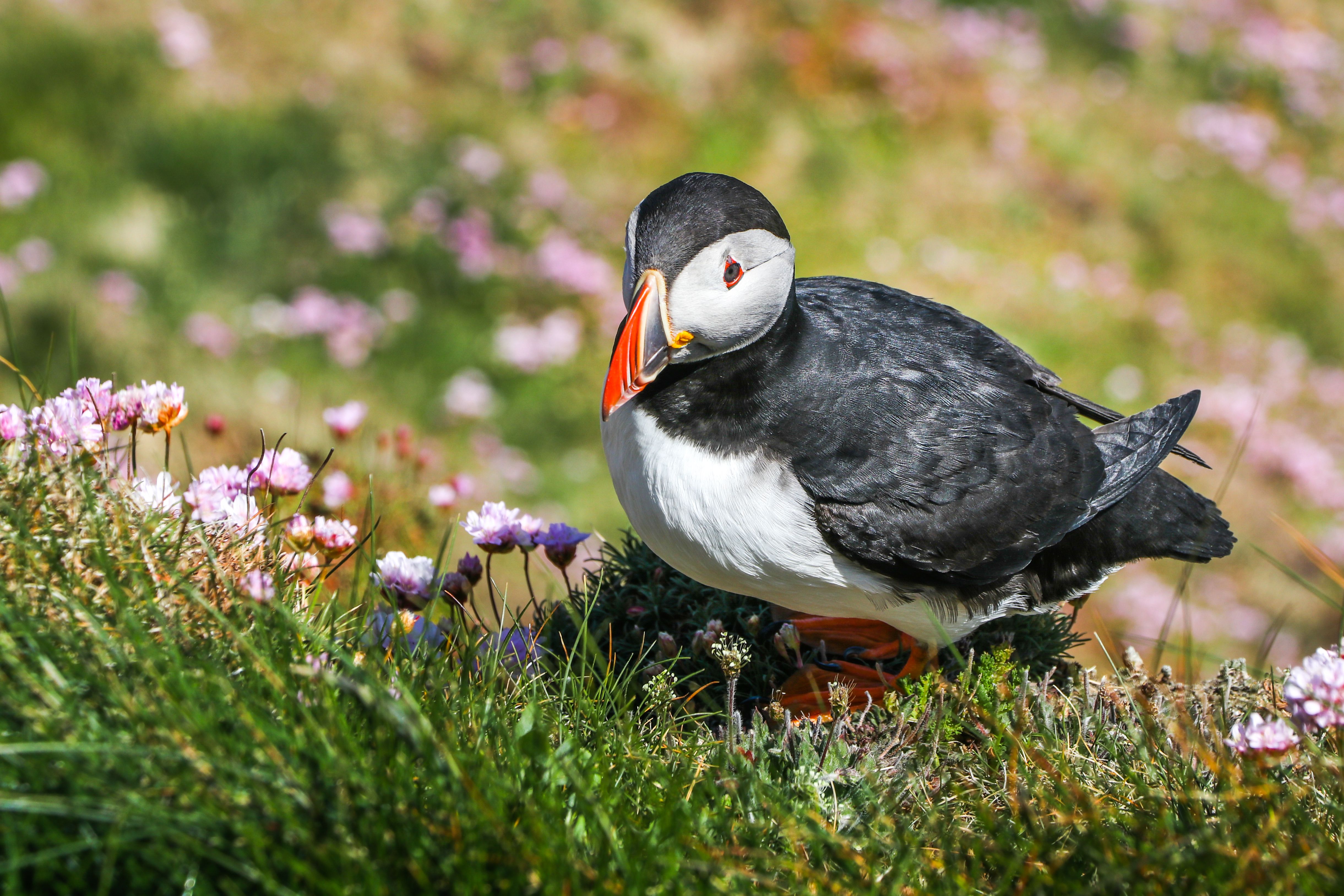 Puffin Lerwick Sumburgh Head (2).jpg