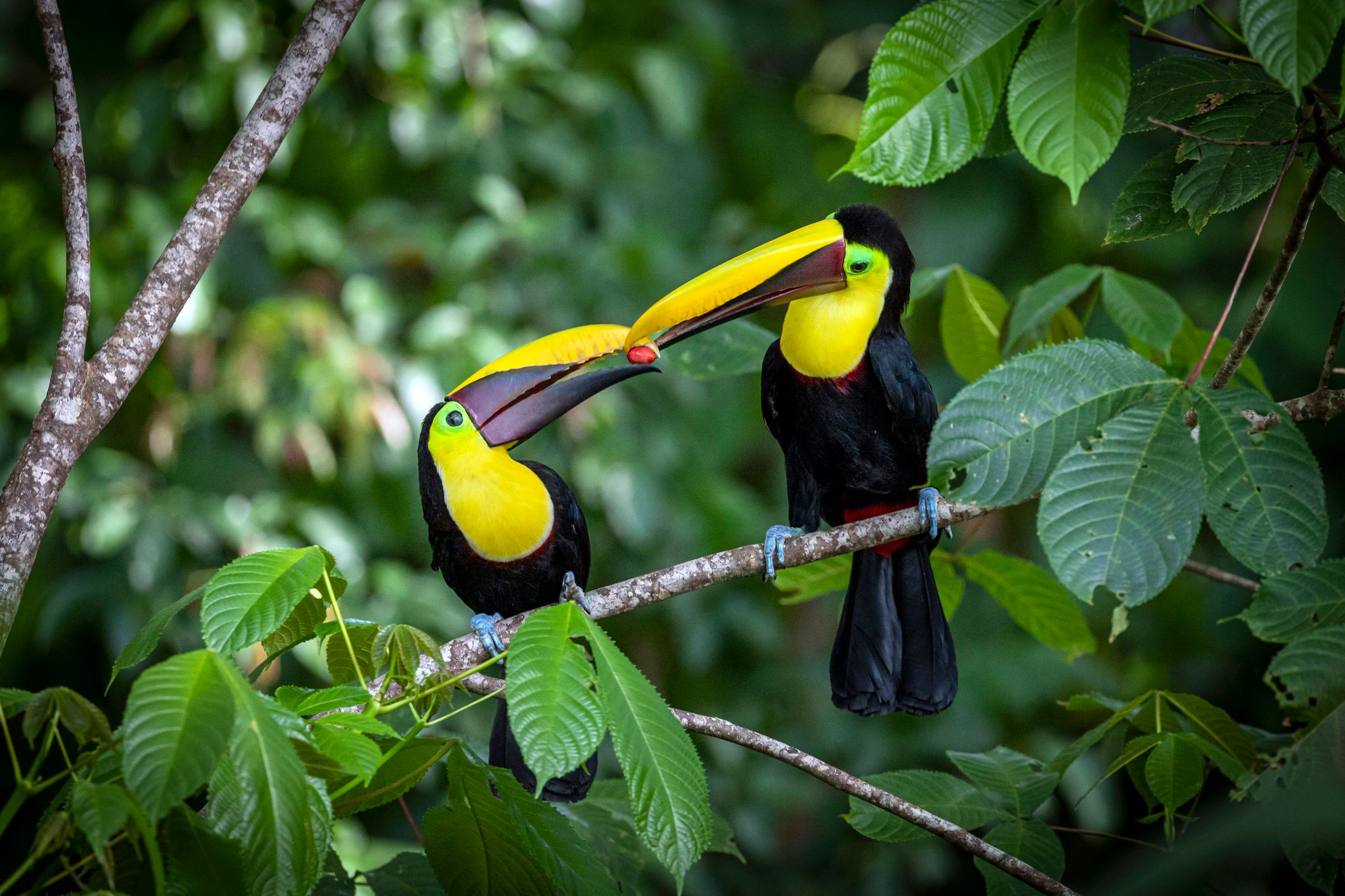 Puntarenas