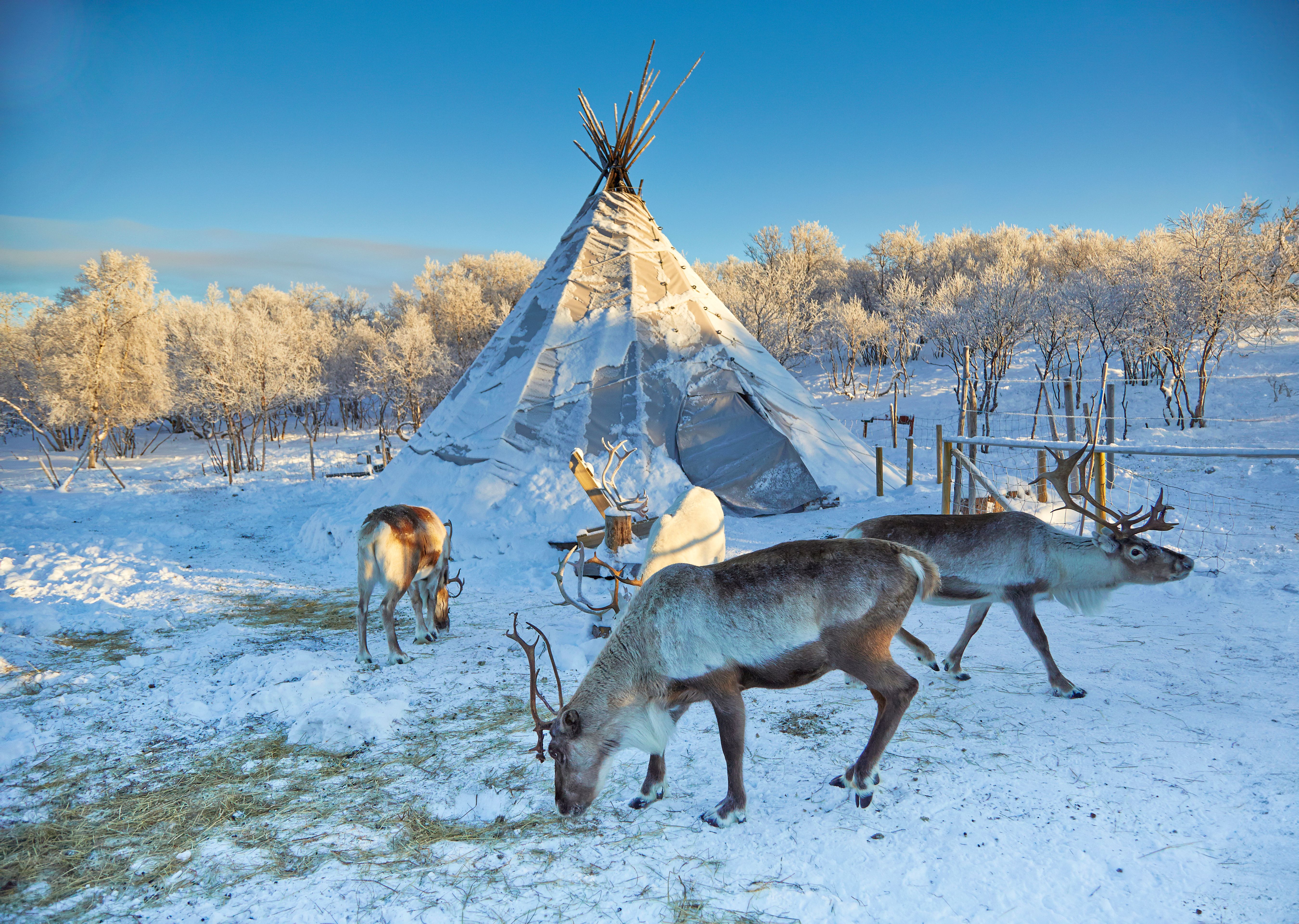 Reindeers, Kirkenes, Norway