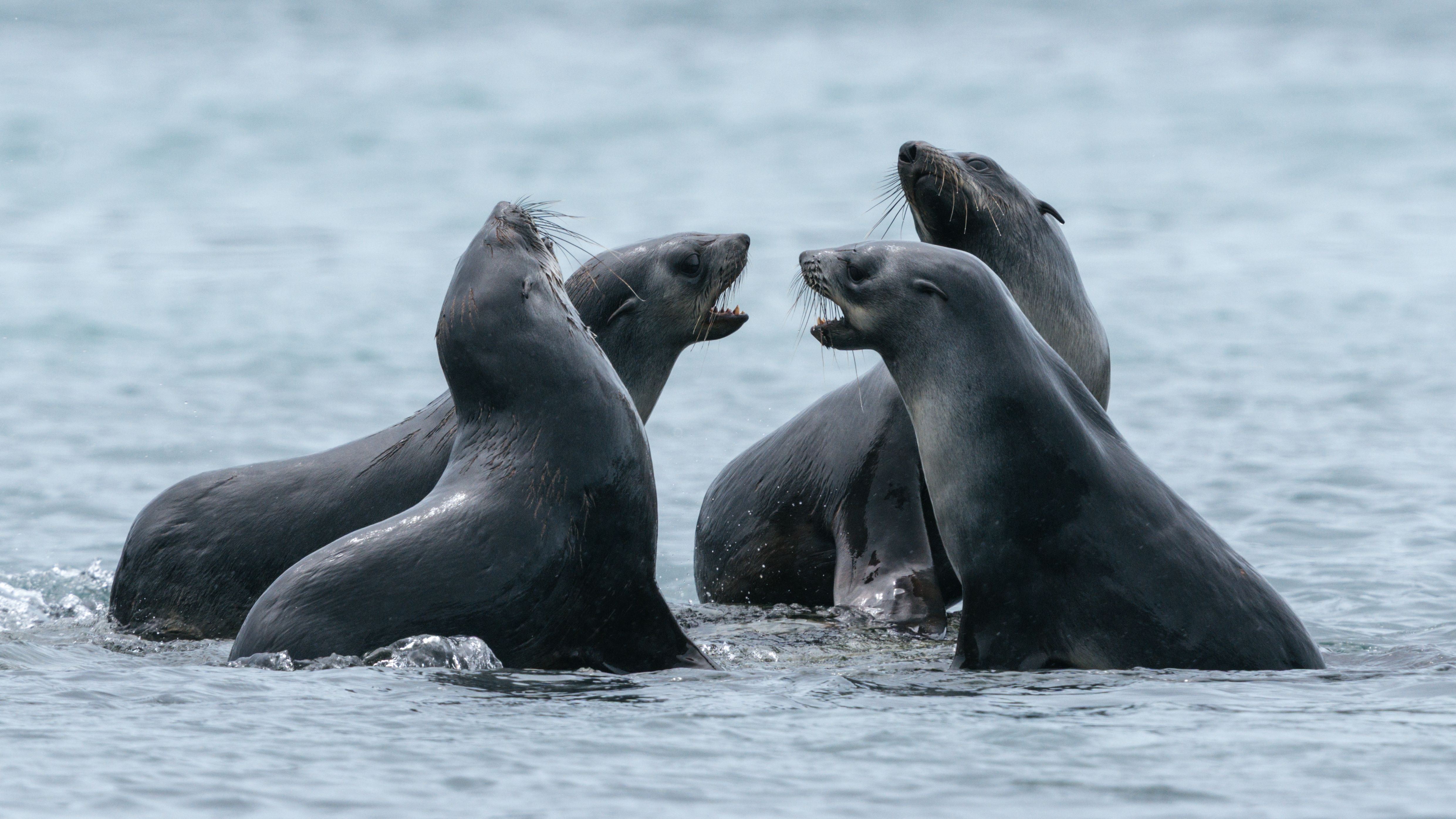 South Georgia - Peggoty Bluff - Fur Seals HX