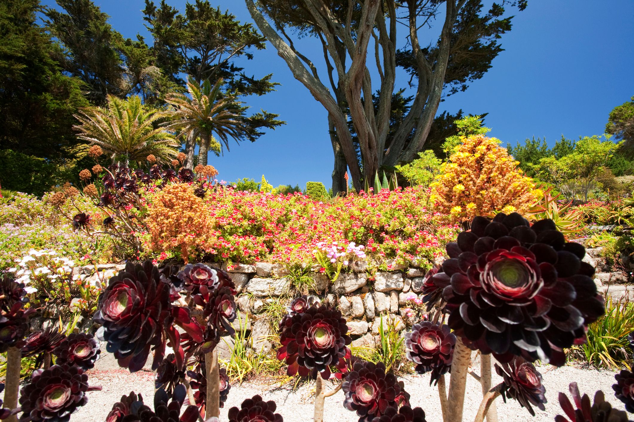 Tresco gardens scilly