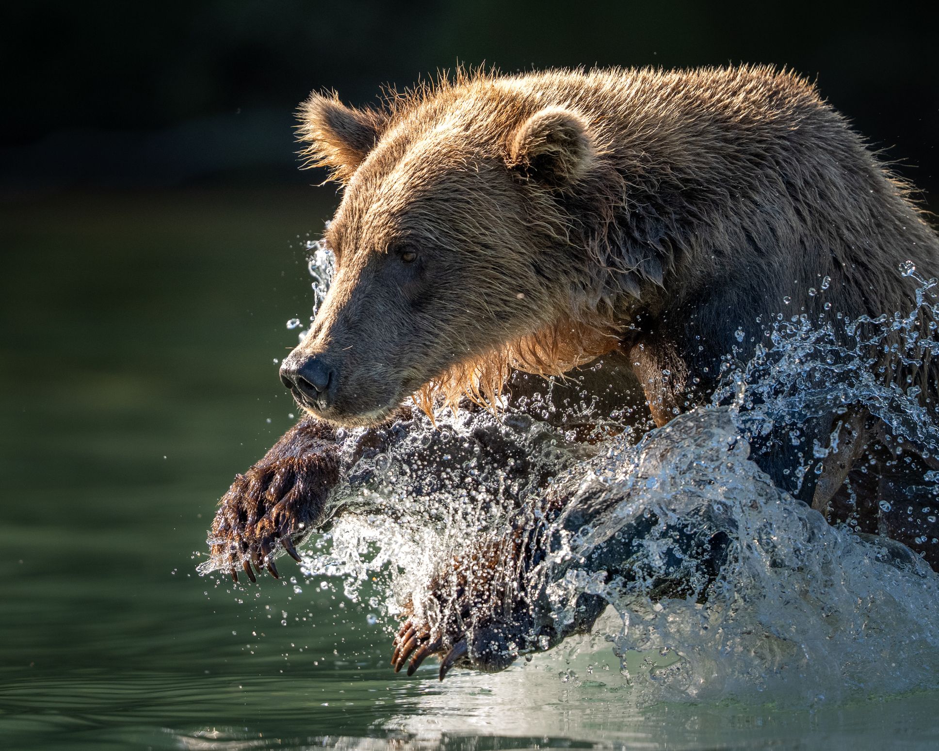 alaska grizzly bear
