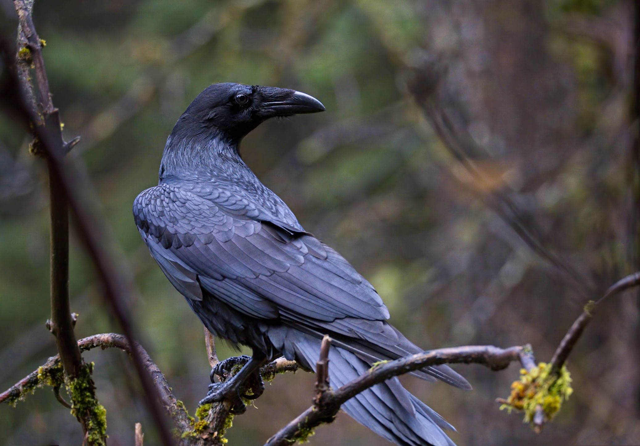 alaska ravens