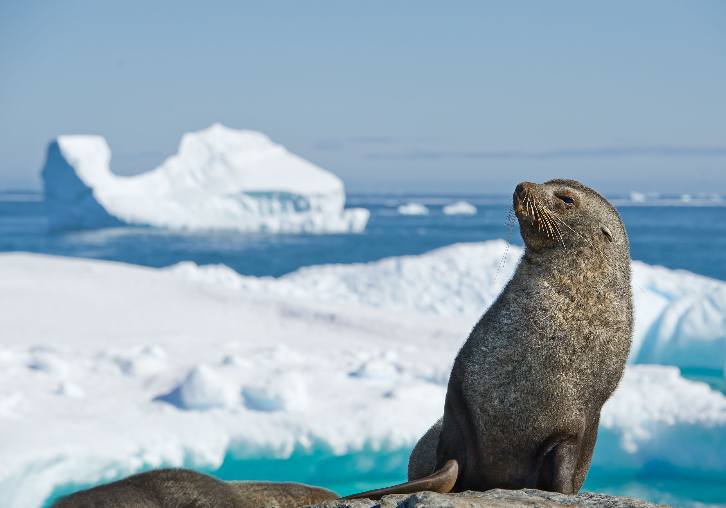 antarctica seal