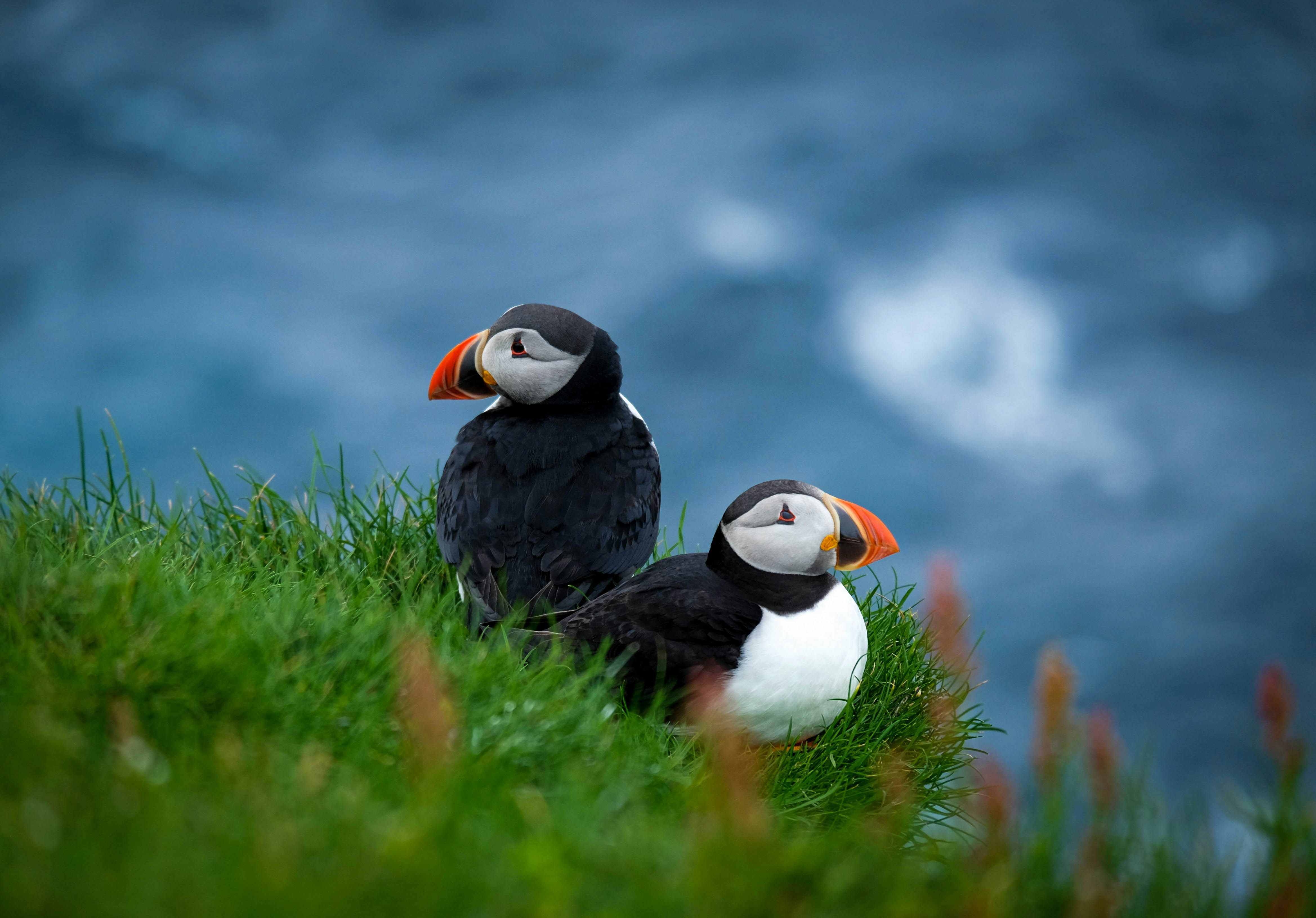 faroe islands