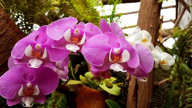 Orchids, Tenerife