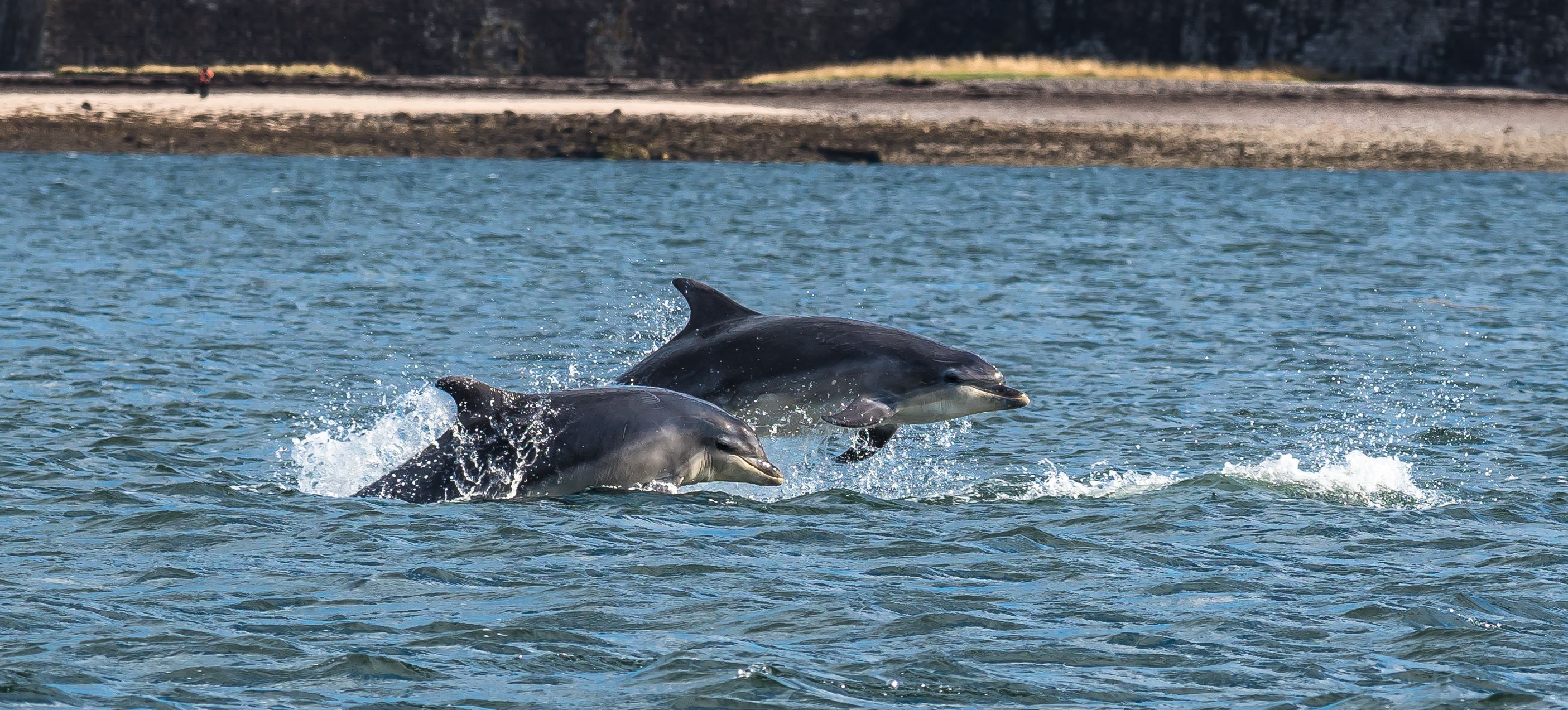 invergordon dolphins