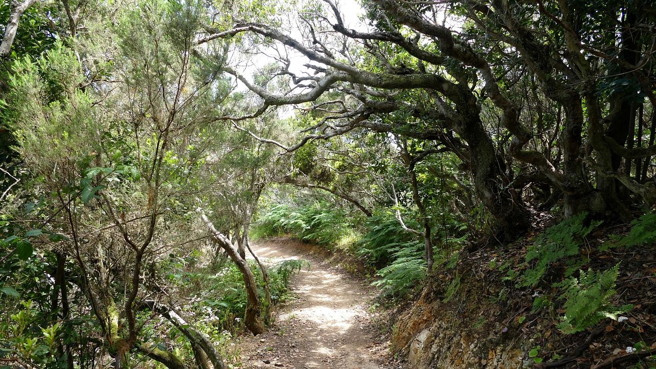 Laurel forests, La Gomera