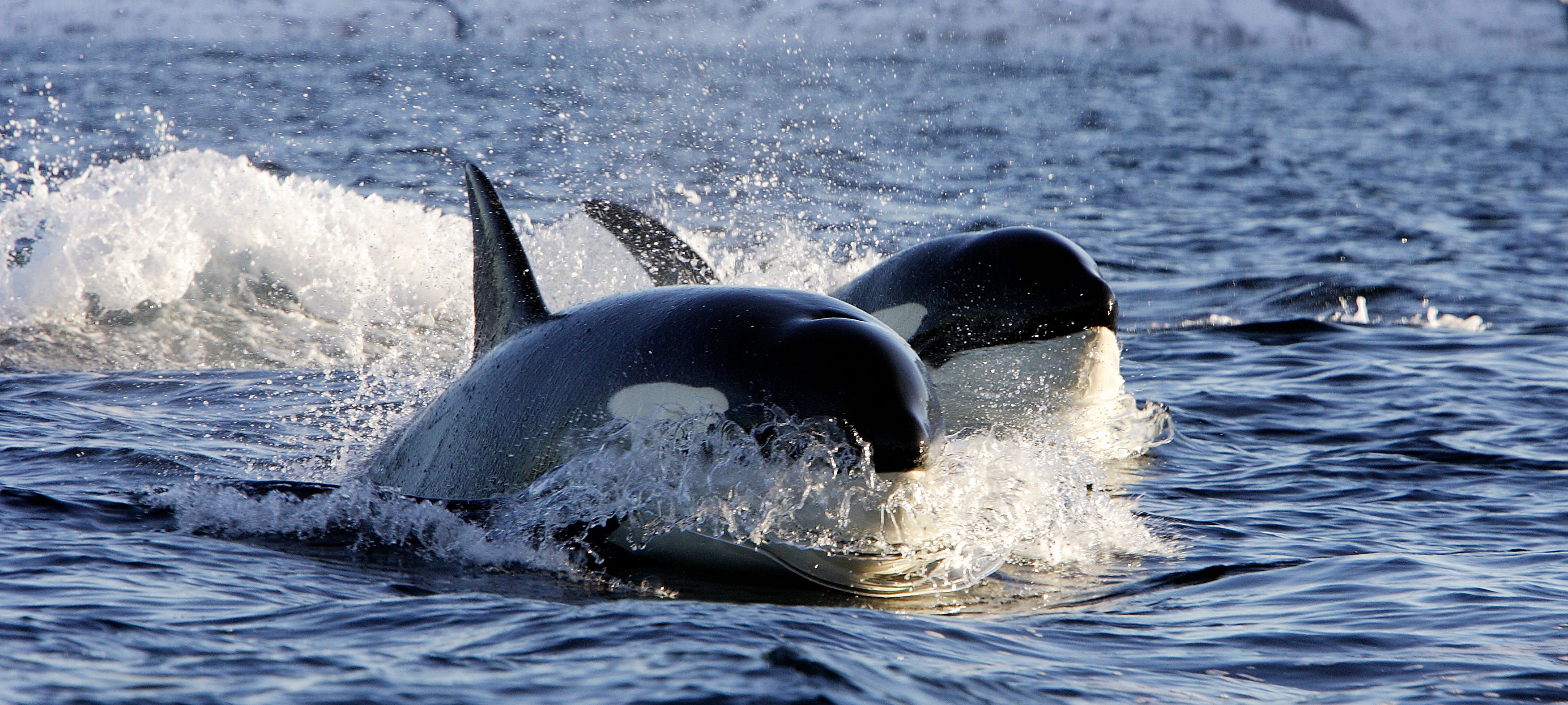 norway orca