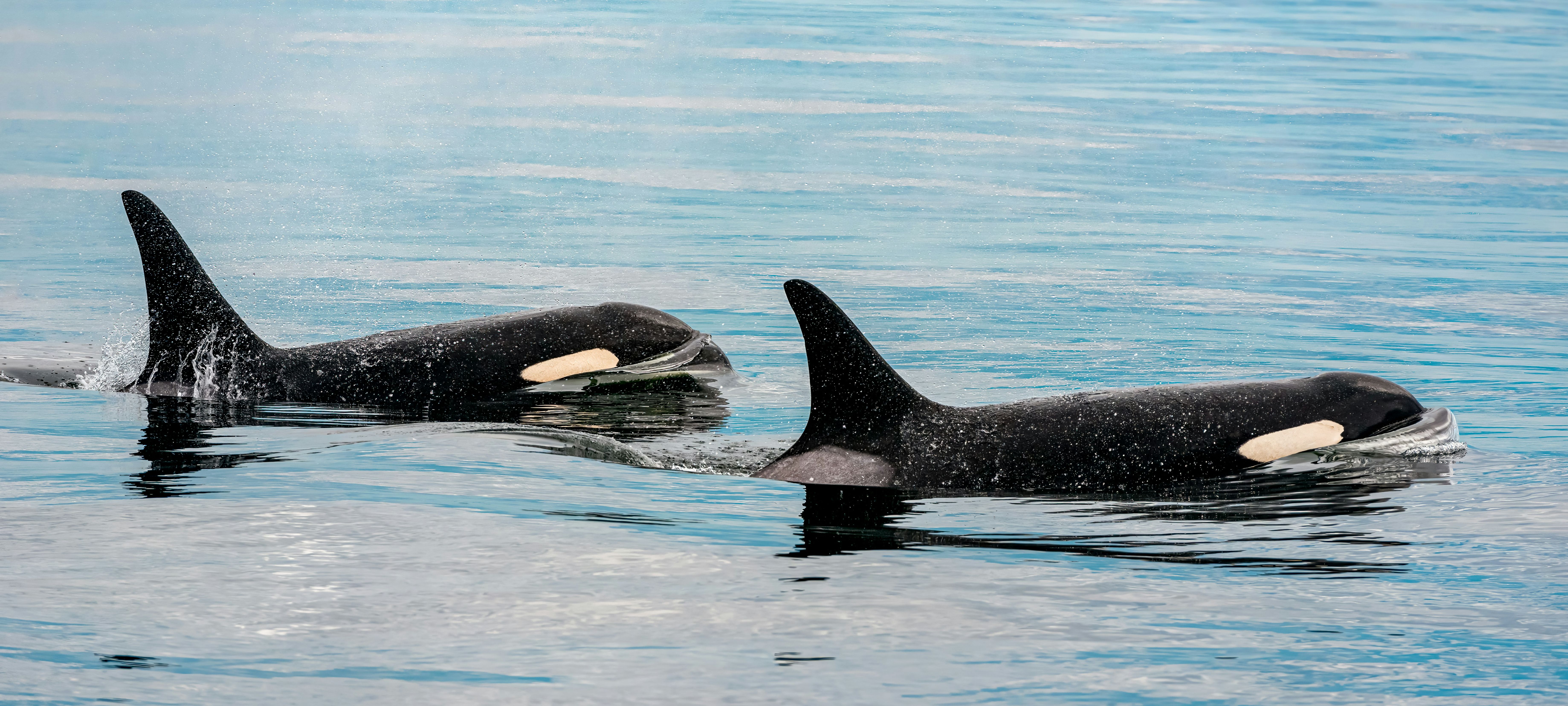 orcas puget sound