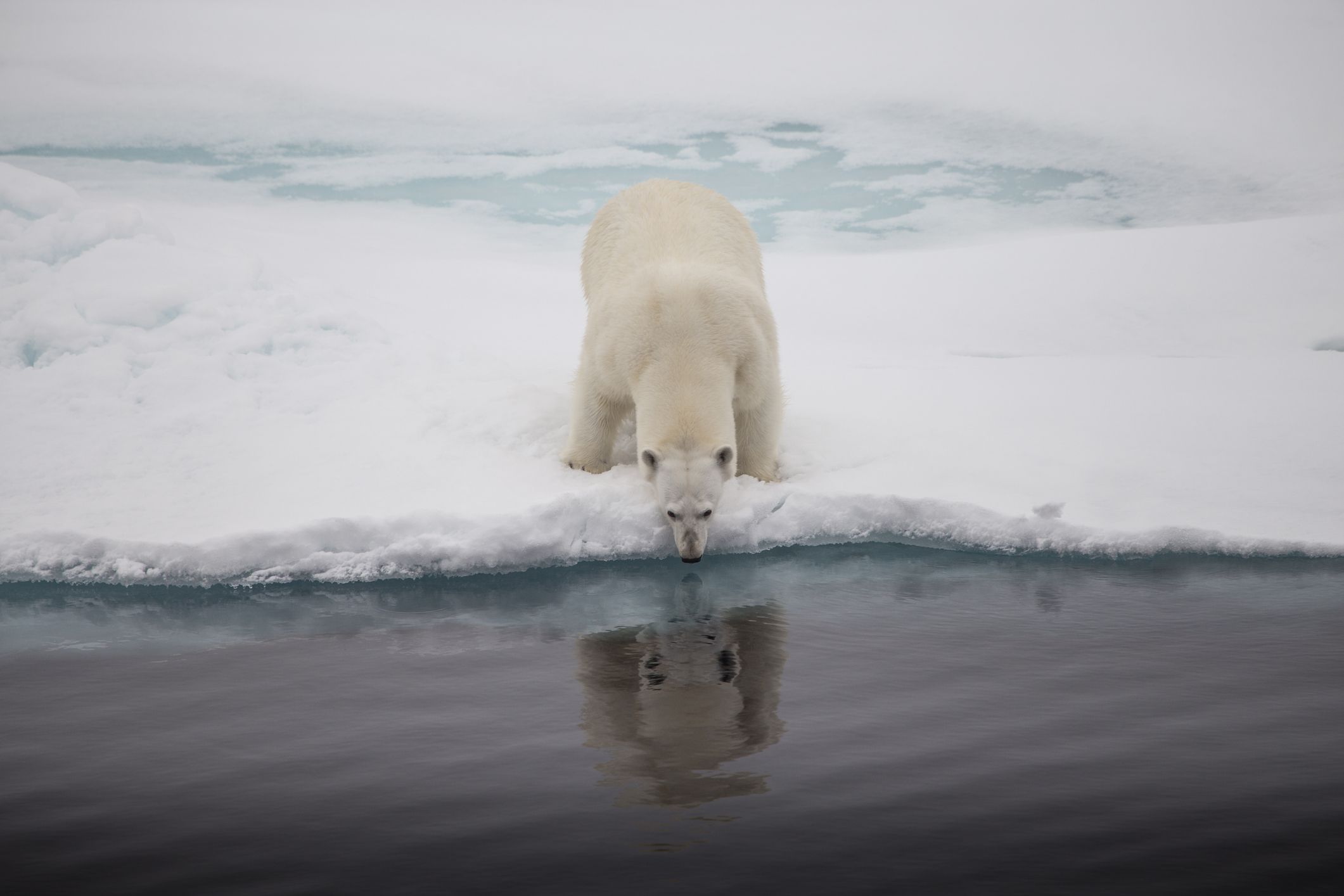 polar bear svalbard