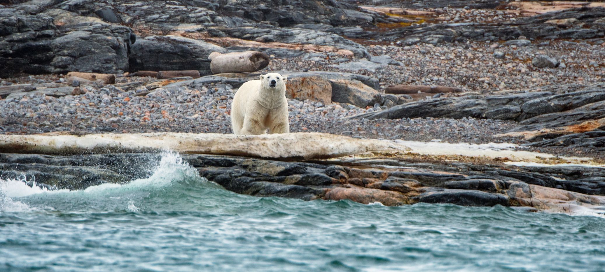svalbard polar bear