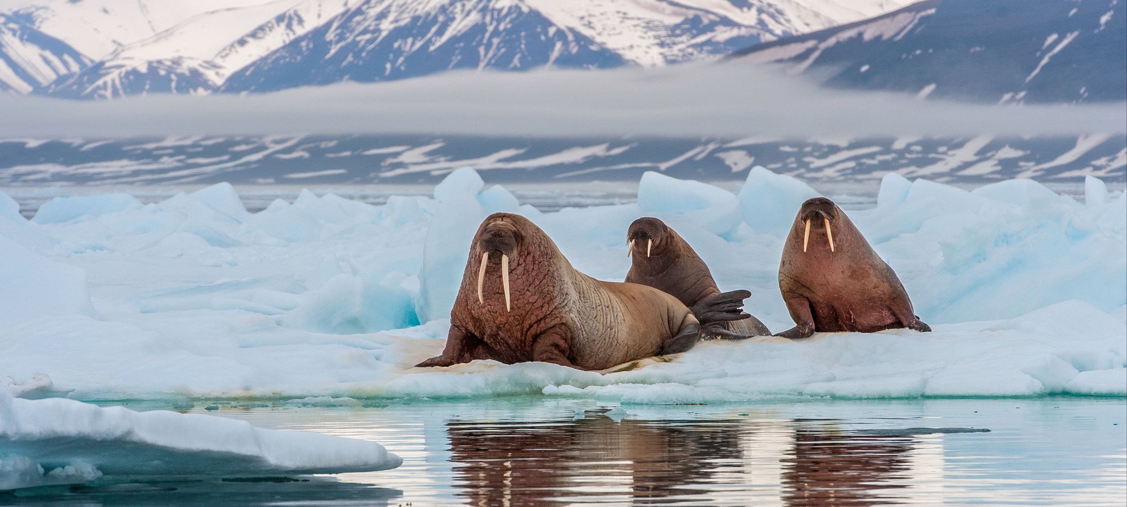 svalbard walrus