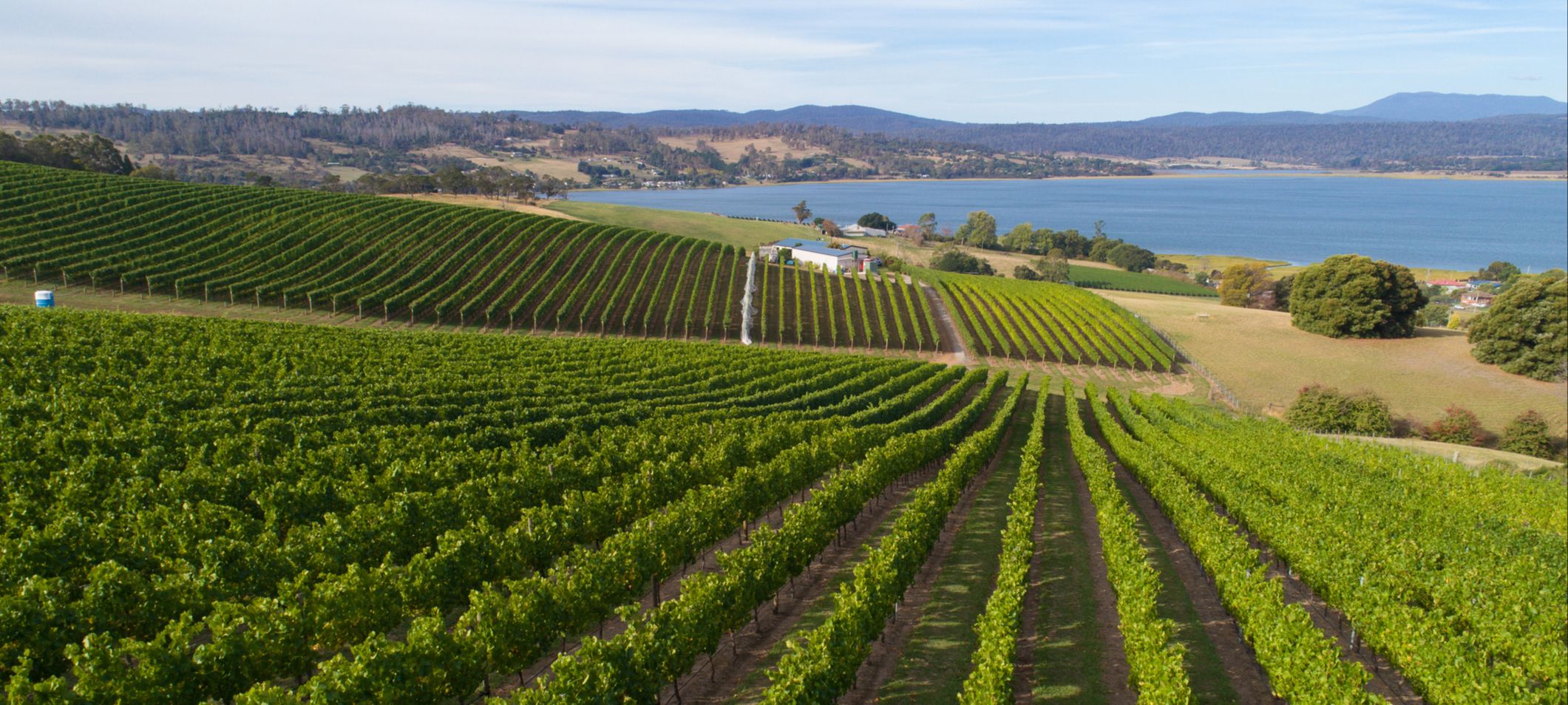 tasmania vineyard