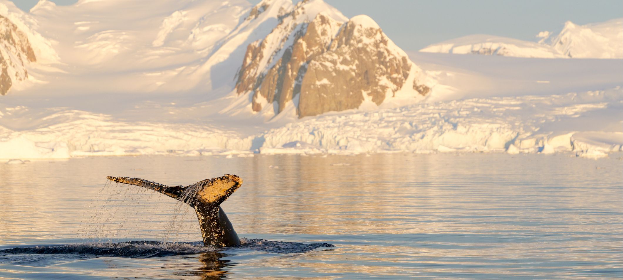 whale antarctica