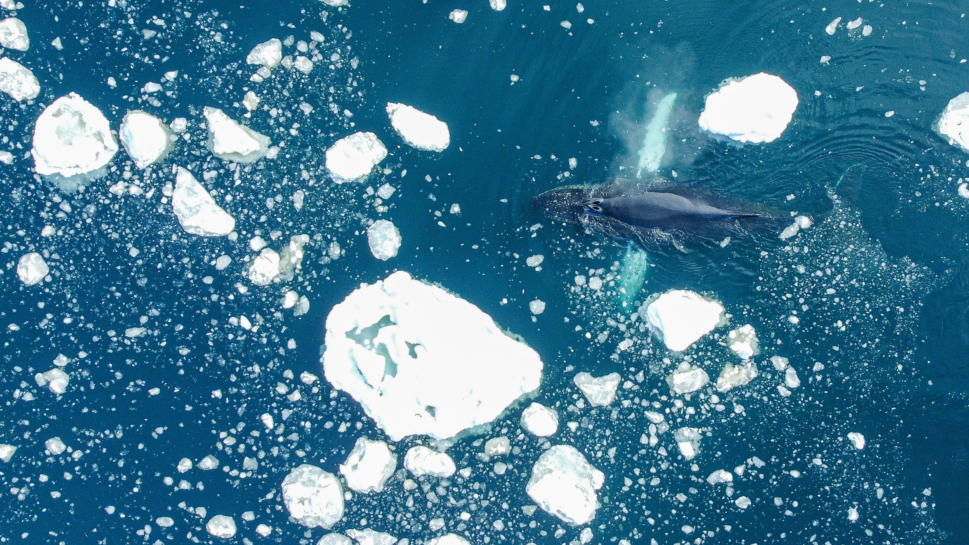 whale antarctica